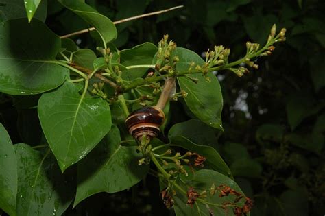 Browsing Animals 的图像结果