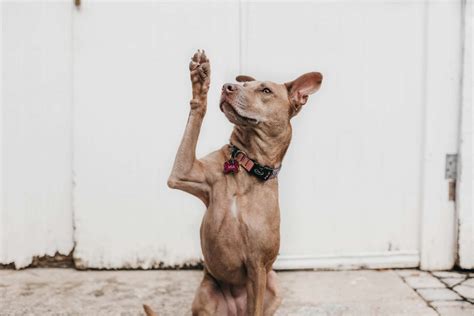 How Long Does Kennel Cough Live on Surfaces? Learn How to Isolate - what kills kennel cough on surfaces