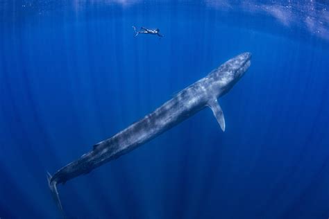 Most Endangered Whale