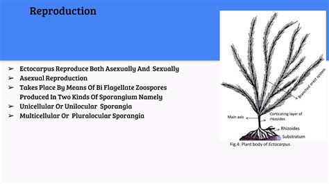Ectocarpus | PPTX
