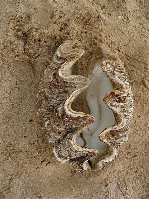 Image result for Clam Inside Shell Empty
