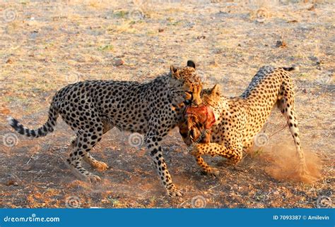 Leopard Vs Cheetah Fight