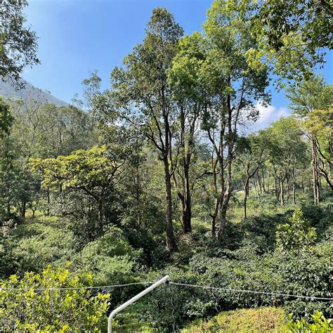 IBEX RESORTS, VALPARAI (MISTLY) (Tamil Nadu) - Guesthouse Reviews ...