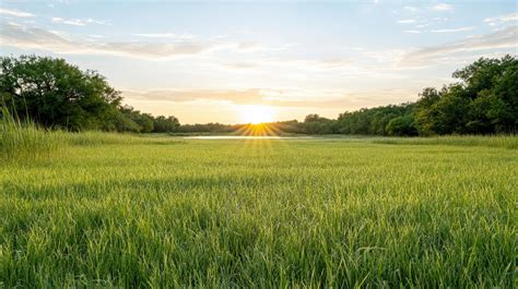 Gentle sunrise field grass lake trees peaceful morning light with warm ...