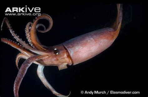 Image result for Red Devil Squid