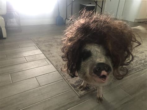 Image result for Ruby Roob Pranks