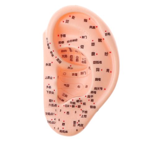 ⚡️Buy Maxbell Professional 13cm Human Acupuncture Ear Model Reflexology ...