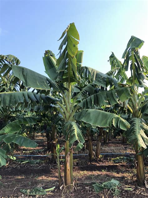 Plantação da banana-da-terra BRS Terra-Anã - Portal Embrapa