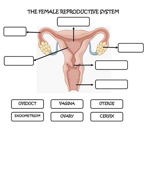 Image result for Male Reproductive System Worksheet