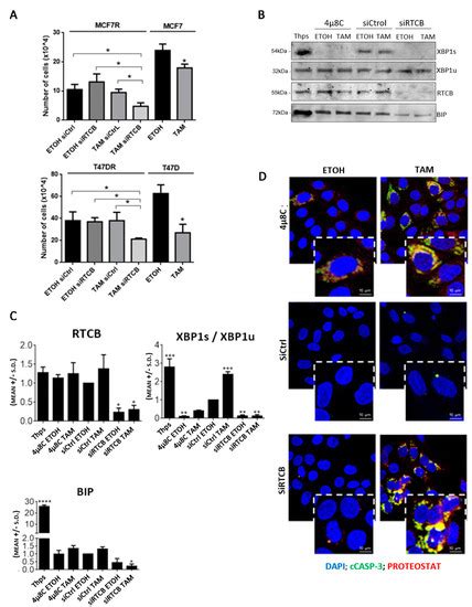 Protein Aggregation Patterns Inform about Breast Cancer Response to ...