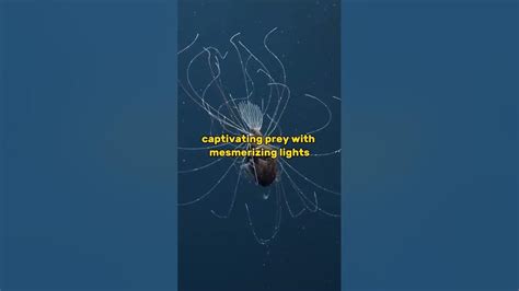 Alien Fish 的图像结果