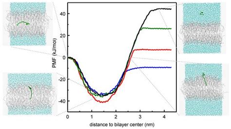 The Secret Lives of Fluorescent Membrane Probes as Revealed by ...