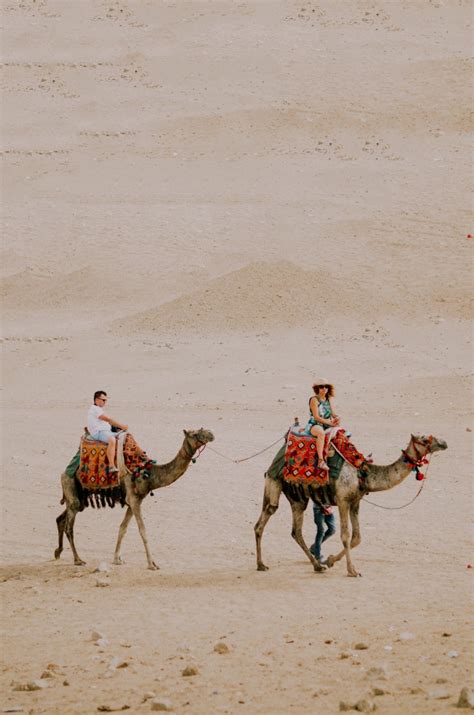 印度骆驼交易盛会继续进行 “沙漠之舟”大汇聚_财经_中国网