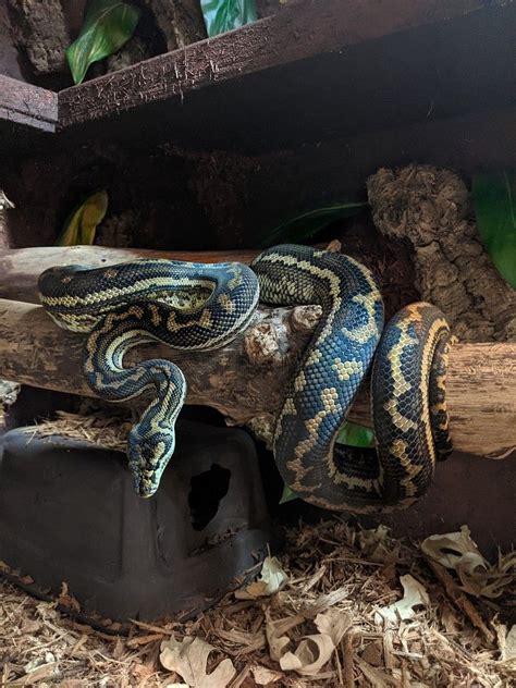 Image result for Snake Carpet Python