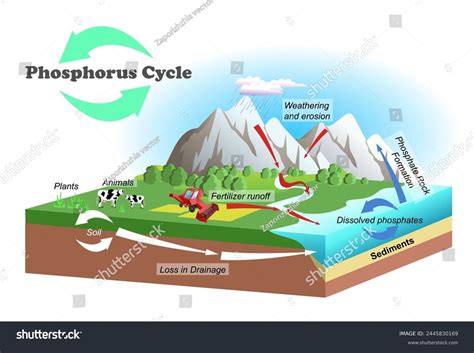 Simple Phosphorus Cycle Diagram Phosphorus Cycle | Overview