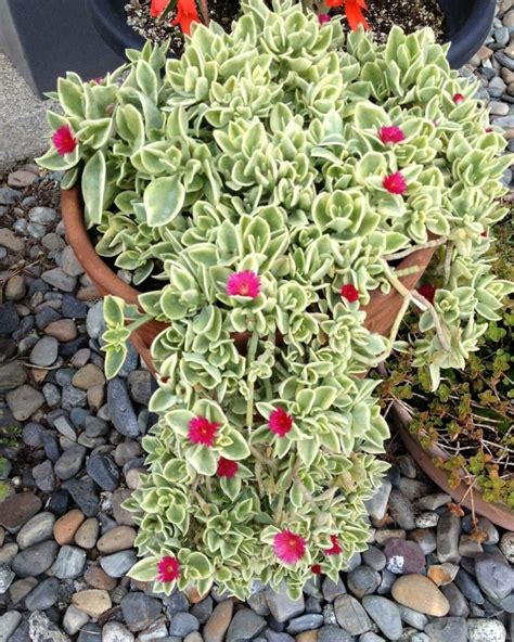 Aptenia Cordifolia Red Apple or Baby Sun Rose 3.5" Pot or Cuttings ...