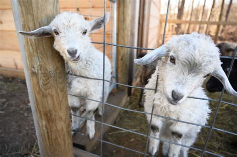 Rice Fruit Farm: Bakery, Homemade Ice Cream, Fresh Breakfast