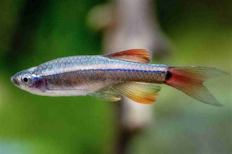 What Do Baby Minnows Eat?