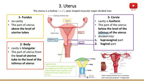 1- Anatomy of Female Reproductive System.pdf - isthmus of uterus