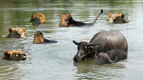 Image result for Lion vs Python