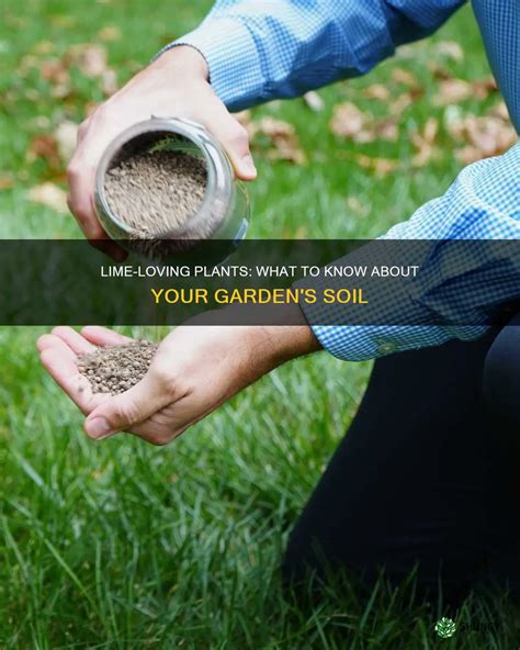 Which Garden Plants Need Lime? A Practical Guide For Soil Ph