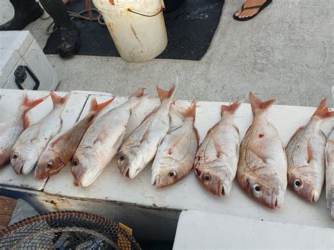 FISHING WAIHEKE - DAY TOURS (2026) All You Need to Know BEFORE You Go ...