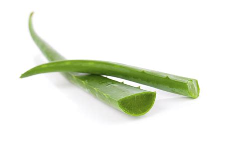 Can Dogs Lick Aloe Vera