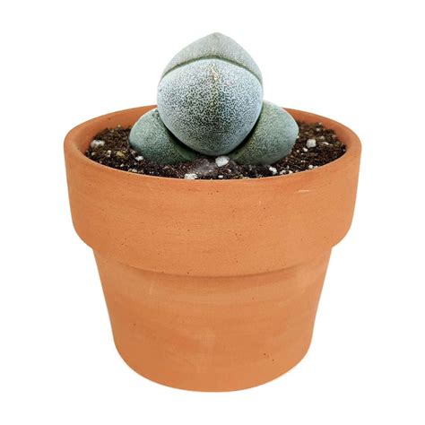 Split Rock Pleiospilos Nelii (4"+ Clay Pot) - Tiny, Lovely, Easy to ...
