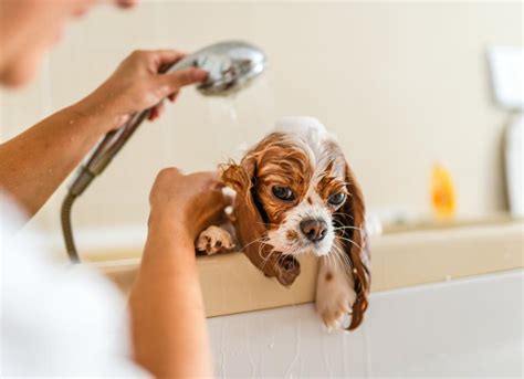 How Often Should You Bathe Your Dog? | PetMD