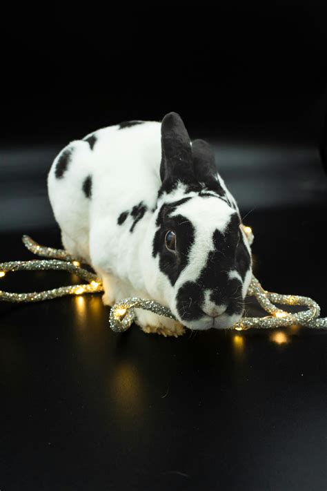 Black And White Spotted Rabbit