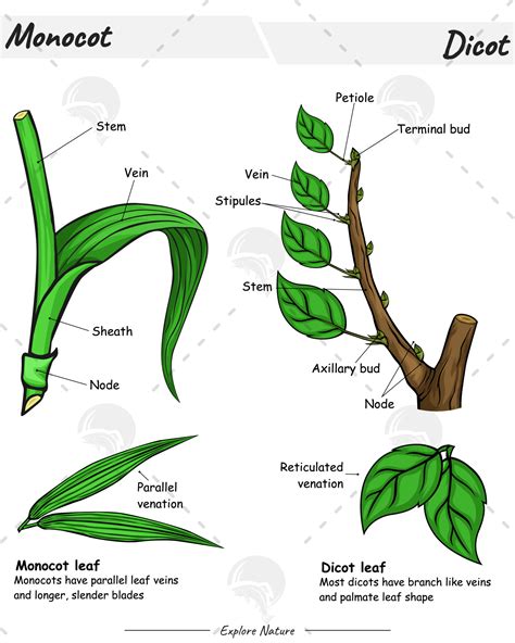 Comparisons of Monocot and Dicot Leaf Stem