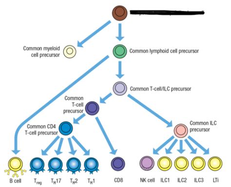 Image result for Lymphocyte Lineage