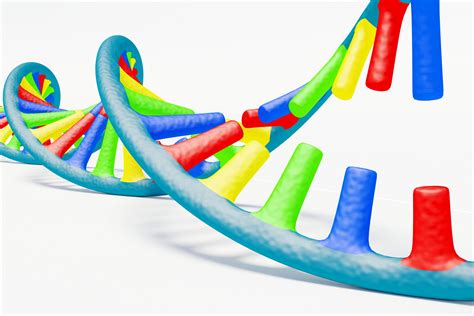 DNA Replication Forks Animation 的图像结果