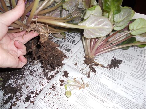 How to Care for African Violets