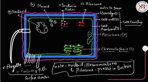 Prokaryotic Cell: Diagram, Definition and Examples