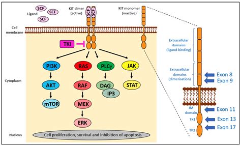 Clinical Use of Molecular Biomarkers in Canine and Feline Oncology ...