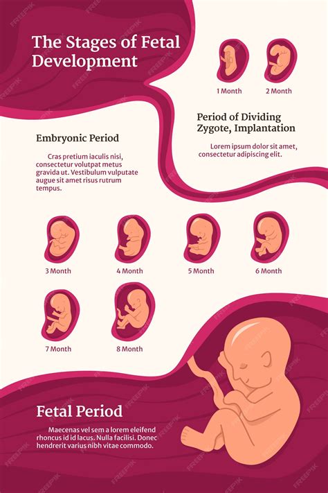 Fetal Development Month 7