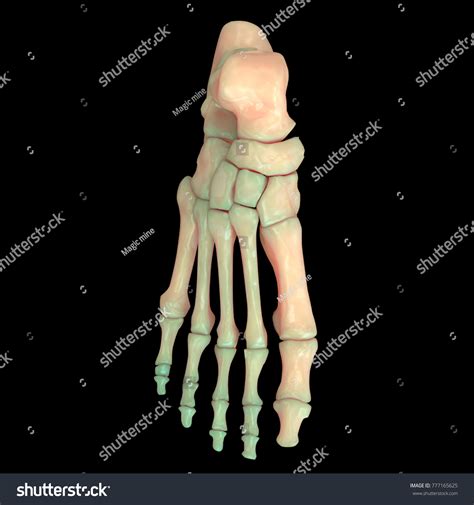 Foot 的图像结果