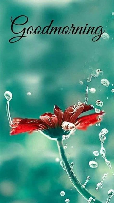 good morning images with quotes for whatsapp