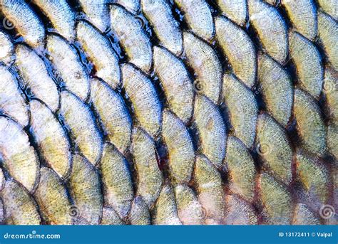 Scales Of Fish