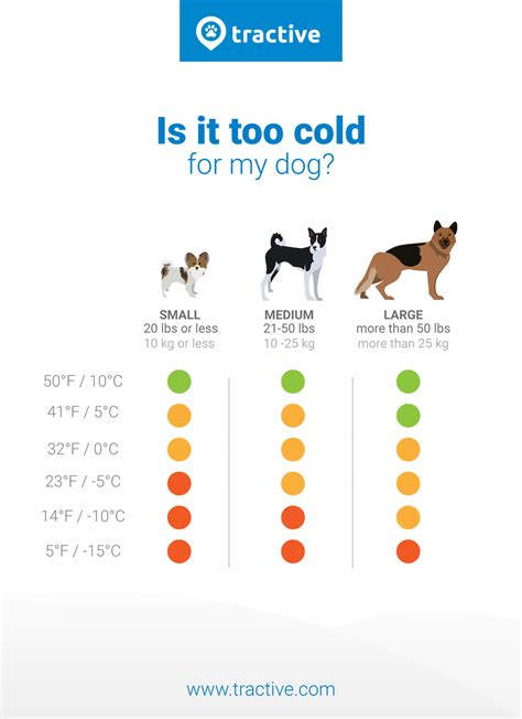 Dogs and cold weather: Beware of this! | Tractive