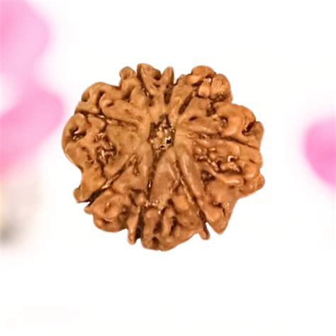 8 Mukhi Nepali Rudraksha - Large – Adiyogi Rudraksh & Adiyogi Gemstones