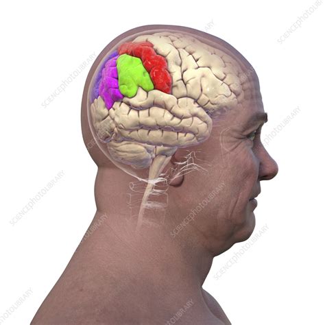 Rezultat imagine pentru Gyri