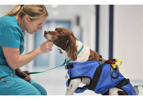 Image result for Paragon Tutorial for Nurses