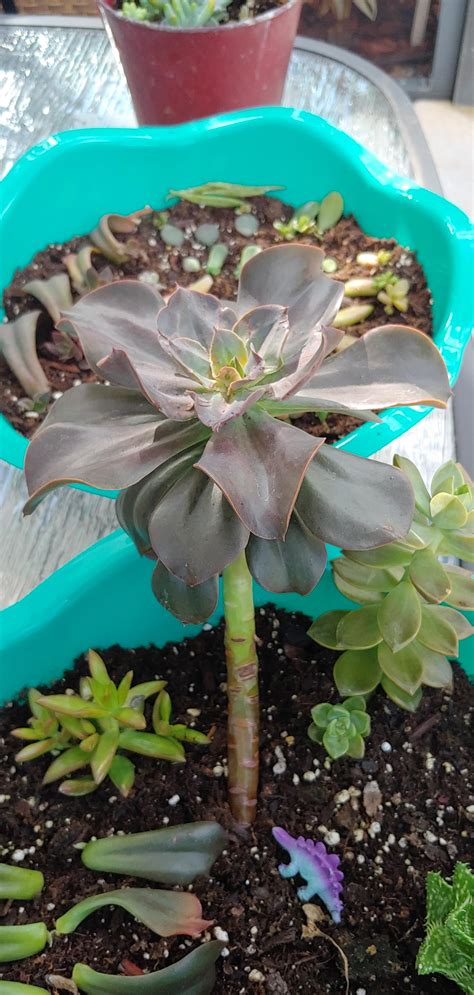 Tall Succulent Plant Types - Best Succulent Ideas