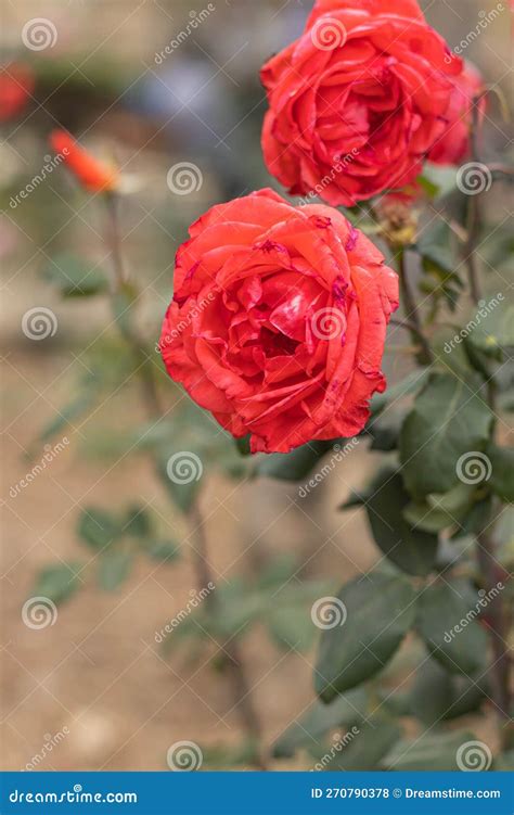 Chinese Rose Plant, Known As Rosa Chinensis Jacq. Belongs To the Plant ...