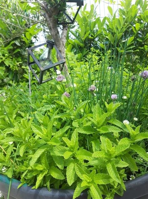 Neverin (Bar / Kneipe) - Makarska