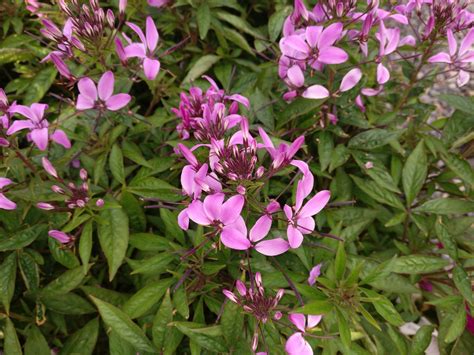 Flor Araña-Cleome-Cleome «Señorita Rosalita» - Para Mi Jardín