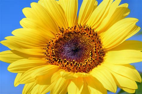 Image result for Sunflower Optimization Algorithm
