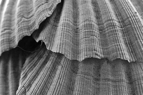 Shell Texture Vector 的图像结果